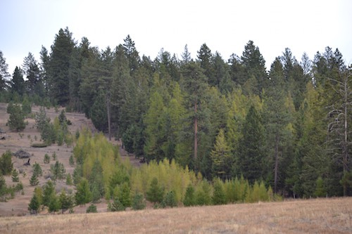 Dry Ridge Forest Upgrade Your Wilderness Skills In 3 Easy Steps