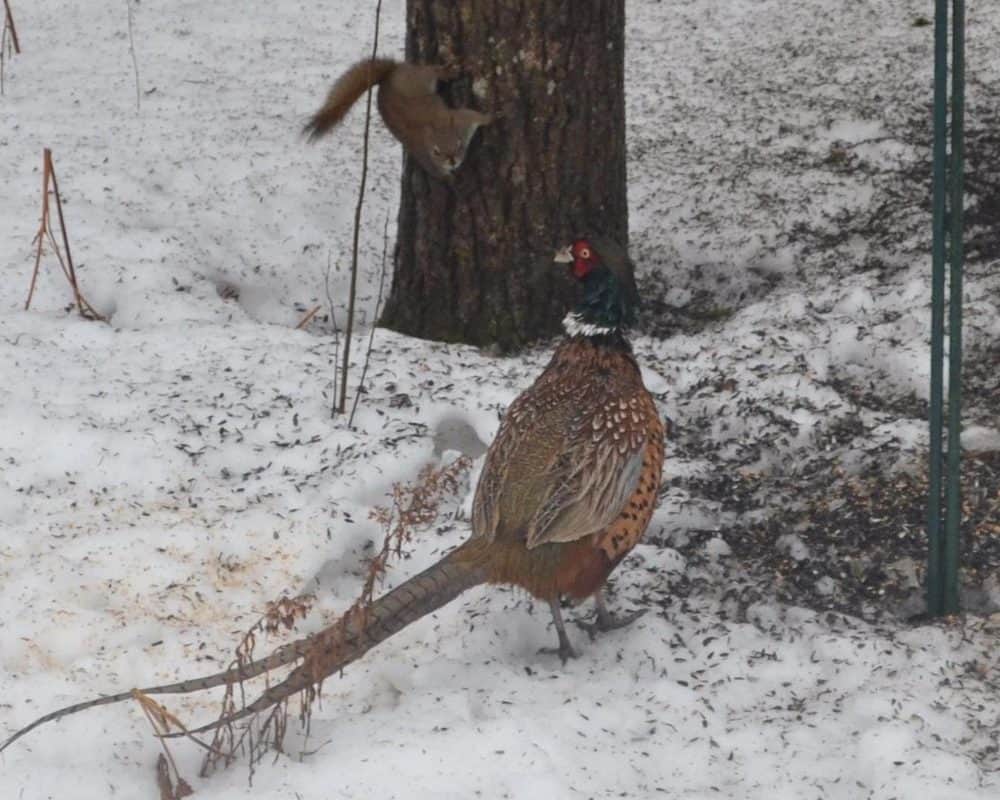 Winter Pheasant & Squirrel