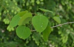 quaking aspen leaves