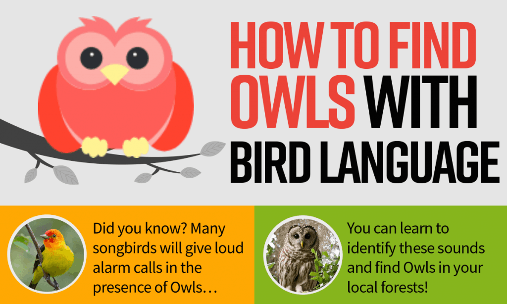 How To Find Owls With Bird Language (Infographic)