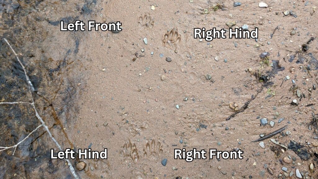 2x2 walking raccoon track gait in wet sand