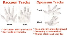 How To Identify Raccoon Tracks (Front, hind, common mistakes)