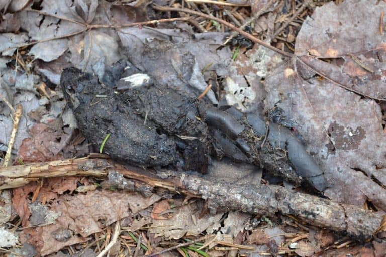 Raccoon Scat: How To Identify & Find Latrines + Dangers to be aware of
