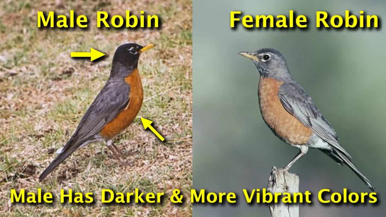 Robin Nesting Habits How To Find Nests 5 Nest Behaviors To Observe